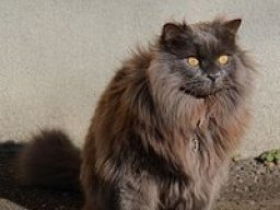 Les races de chats